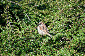 Sparrow in the bush spring time