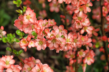 Orange Japanese Quince 'Chaenomeles x superba' Salmon Horizon in flower