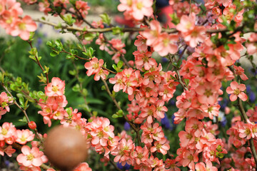 Orange Japanese Quince 'Chaenomeles x superba' Salmon Horizon in flower
