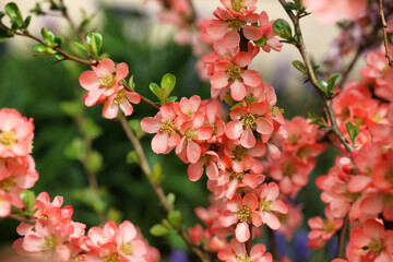 Orange Japanese Quince 'Chaenomeles x superba' Salmon Horizon in flower