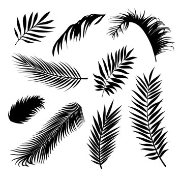Palm Leaves Vector Background Illustration EPS10. Set of realistic palm tree leaf silhouettes. Black color shapes isolated on white background. Collection of rainforest plants.