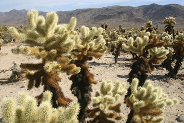 Cholla Cactus Forest in Joshua Tree  National Park, California
