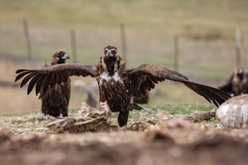 Cinereous Vulture, (Aegypius monachus) in its natural habitat. Wildlife.
