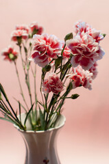 Naklejka na ściany i meble A bouquet of spray carnations in a vase on a pink background. Bouquet of flowers close-up.