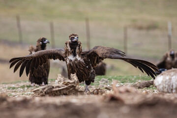 Cinereous Vulture, (Aegypius monachus) in its natural habitat. Wildlife.