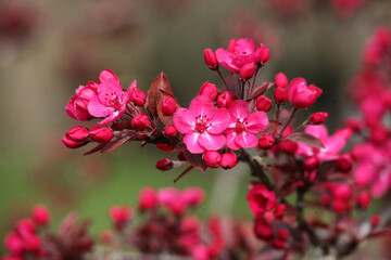 Malus 'Cardinal' crab apple tree in blossom in the spring sunshine