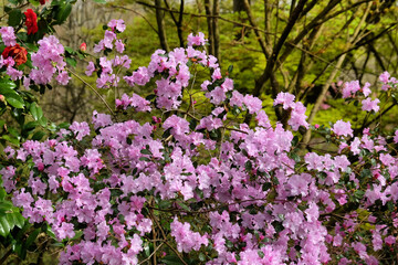 Purple Californian Rhododendron Emasculum in flower