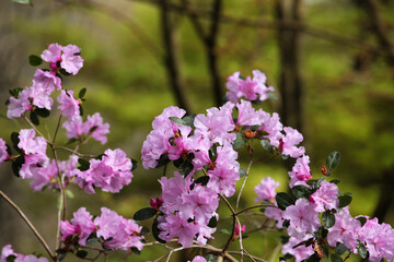 Purple Californian Rhododendron Emasculum in flower
