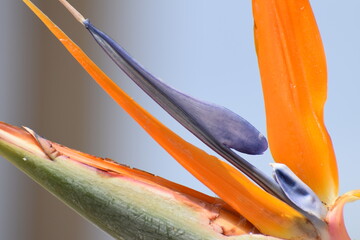Birds of paradise
