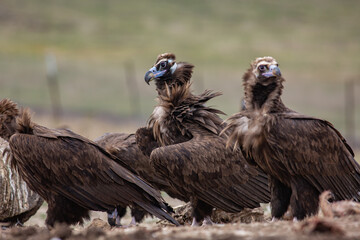 Cinereous Vulture, (Aegypius monachus) in its natural habitat. Wildlife.