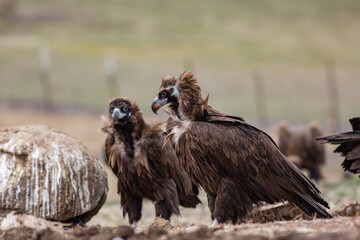 Cinereous Vulture, (Aegypius monachus) in its natural habitat. Wildlife.