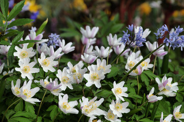 White Wood Anemone in flower