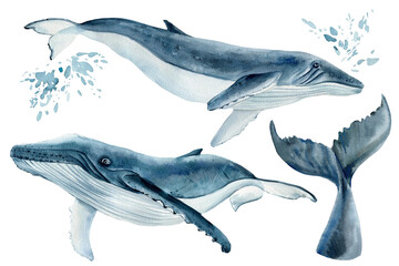 Set os whales on isolated white background, watercolor illustration. Blue whale - obrazy, fototapety, plakaty