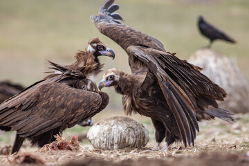 Cinereous Vulture, (Aegypius monachus) in its natural habitat. Wildlife.