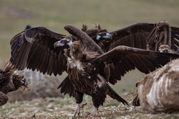 Cinereous Vulture, (Aegypius monachus) in its natural habitat. Wildlife.