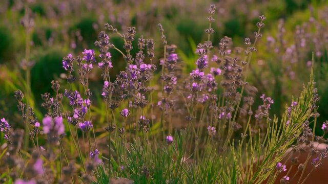 details man fingers on lavender shrubs lavender slow motion summer nature details outdoors