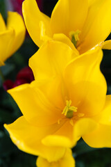 上から覗くチューリップの花