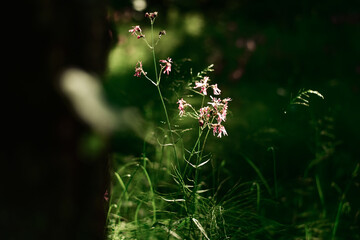 Beautiful green field in the sun. Background.