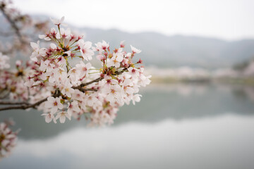 水辺の桜