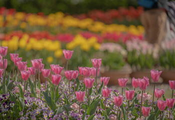 Fototapeta premium field of tulips