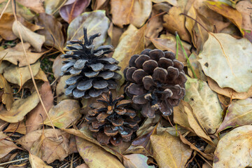 仲良し親子。いつも寄り添って。