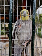 Tropical bird watchingfrom his cage