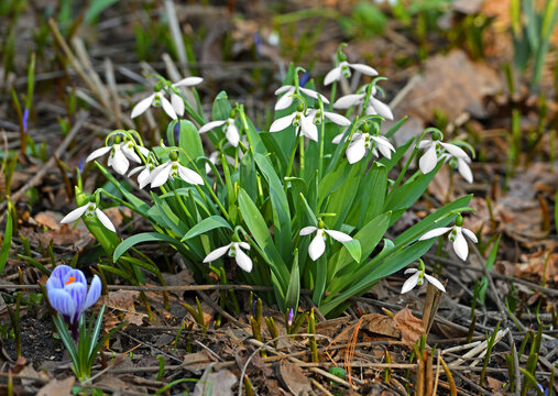 Galanthus Nivalis, The Snowdrop Or Common Snowdrop