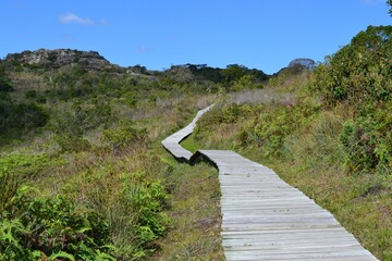wooden bridge in the mountains