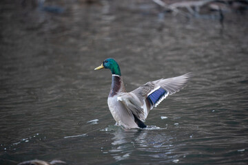 Fototapeta premium マガモの羽ばたき