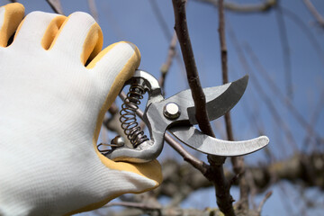 Hand mit Handschuhen und einer Gartenschere