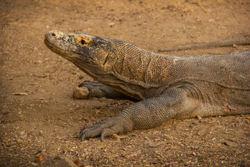 Obraz premium Wild Komodo dragons on the island of Komodo, Flores