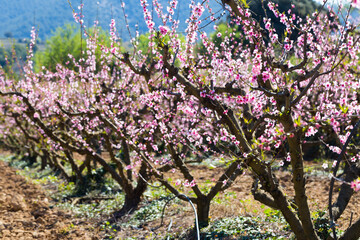 rows of peach trees blooming in spring