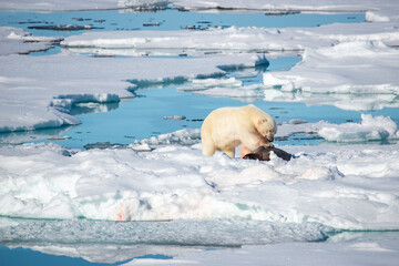 Polar Bear eating adult seal on ice in the artic.