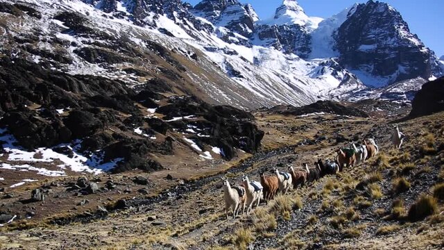Mountain llama and Condoriri peak from Cordillera Real, Andes, Bolivia