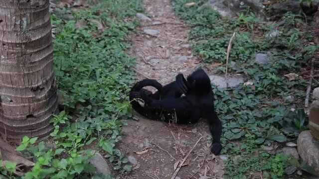Black faced spider monkey in Yungas, Coroico, Bolivia