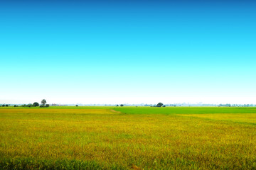 beautiful agriculture jasmine rice farm in the morning clear blue sky white cloud
