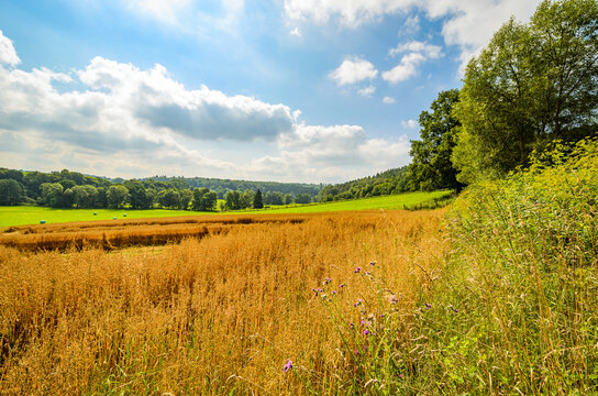 Weitl&auml;ufige Sommerlandschaft mit erntereifem Haferfeld