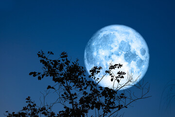 Full egg blue Moon and silhouette top dry tree in the field and night sky