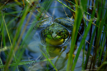 Bullfrog through the Reeds