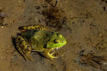 Bullfrog