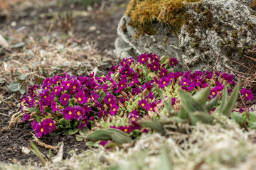 Purple spring flower