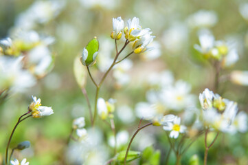 The little white chrysanthemum with green leaf
