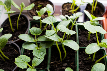 Home indoors gardening. Vegetable eedlings growing in a pot. Homemade in a an apartment greenhouse. Close up photo. 