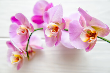 Fototapeta na wymiar A branch of purple orchids on a white wooden background 