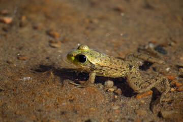 Tiny Green Frog
