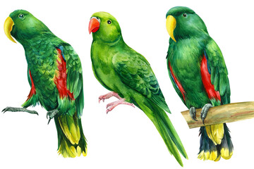 Fototapeta na wymiar Watercolor tropical birds, green rosella parrots on isolated white background