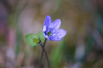 Healing Power of Plants: trilobulare Hepatica (Hepatica nobilis, formerly triloba), healing spring flower.
