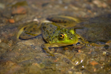 Tranquil Green Frog