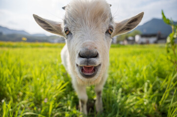 portrait of a little cute baby sheep 