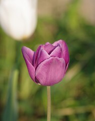 tulip
